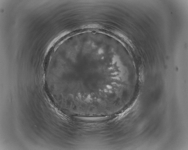 X0000067871117200604171217