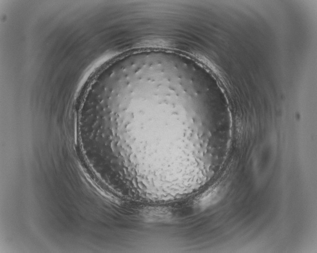 X0000067871123200604171217