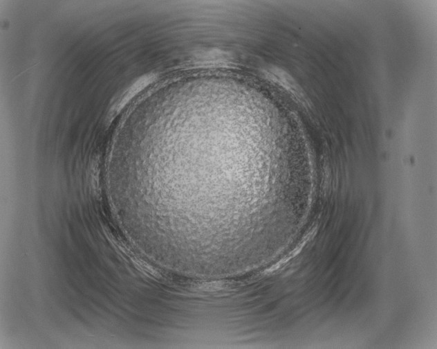 X0000067871162200604171217