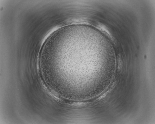 X0000067871182200604171216