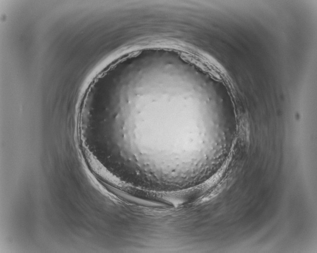 X0000067871528200604171211