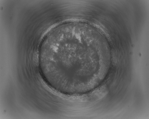 X0000067870016200604201229