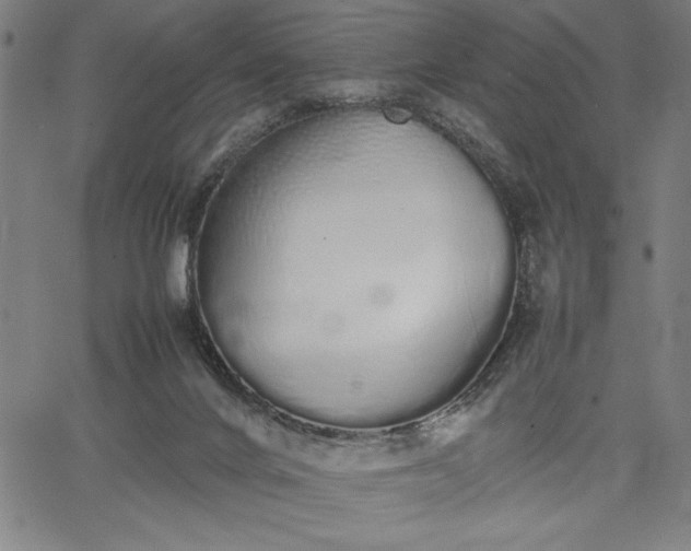 X0000067870024200604201229