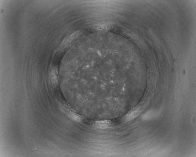 X0000067870240200604201226