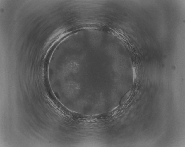 X0000067870243200604201225