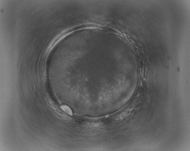 X0000067870247200604201225