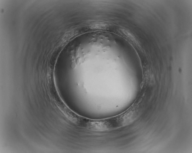 X0000067870265200604201225