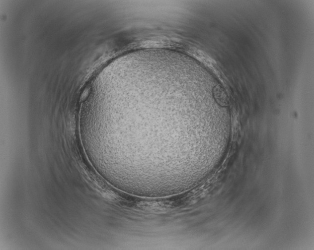 X0000067870297200604201225