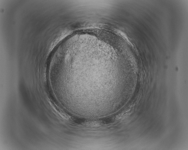 X0000067870299200604201225