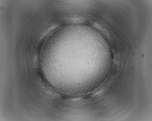 X0000067870306200604201225