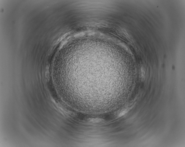 X0000067870360200604201224