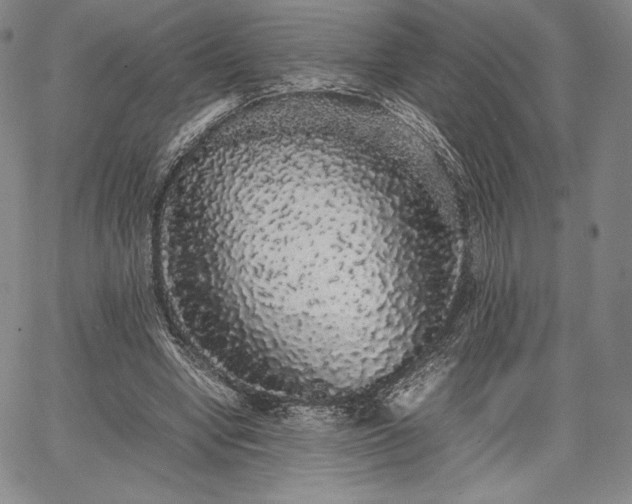 X0000067870442200604201222