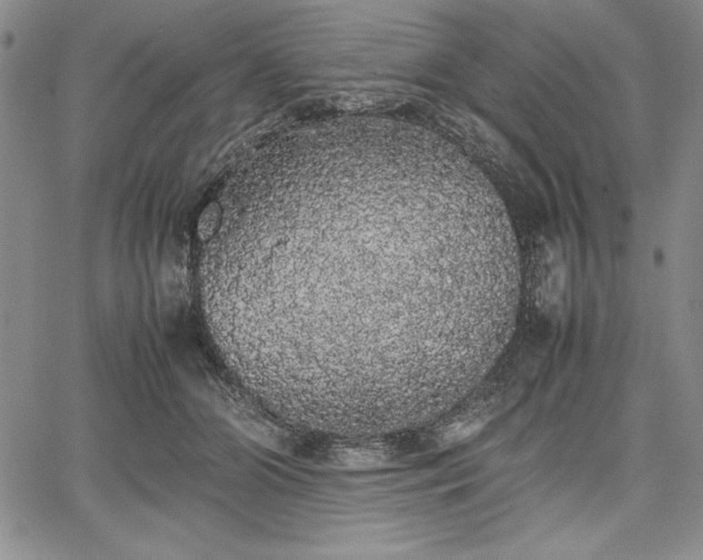 X0000067870510200604201221