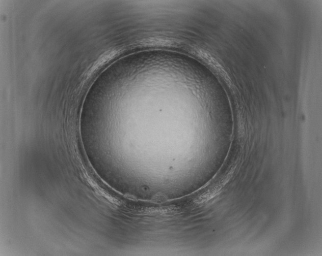 X0000067870625200604201219