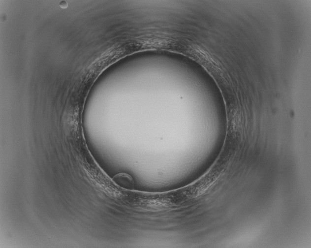 X0000067870737200604201217