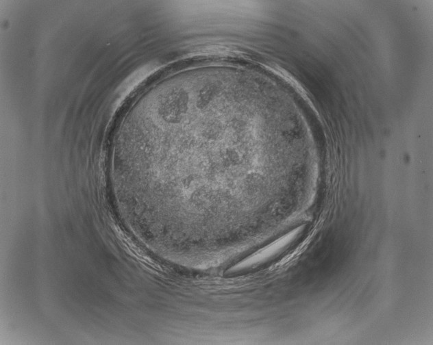 X0000067870783200604201217