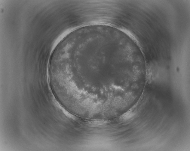 X0000067871294200604201208