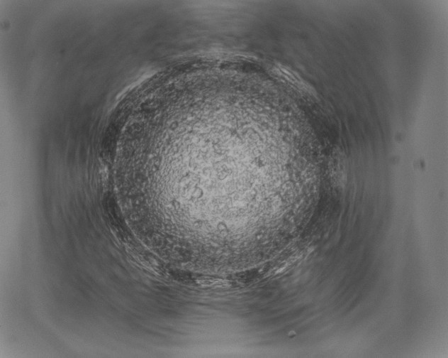 X0000067871302200604201207