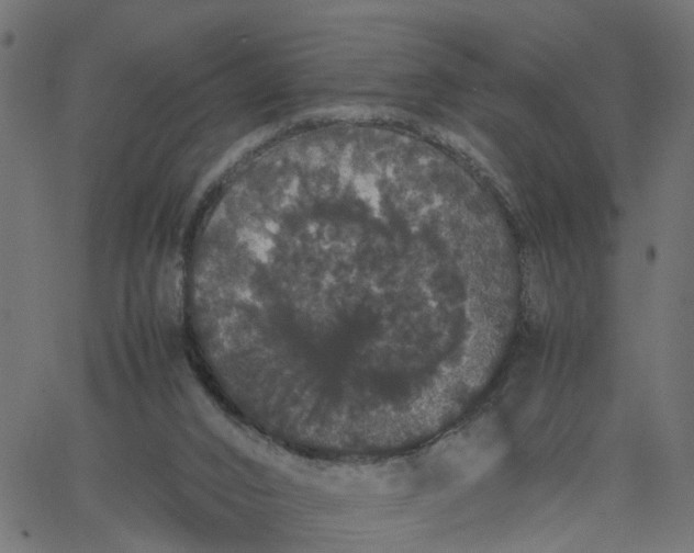 X0000067870016200604271747