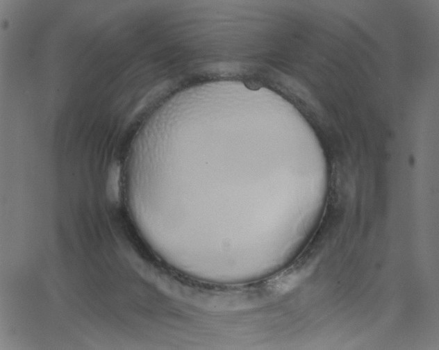 X0000067870024200604271747