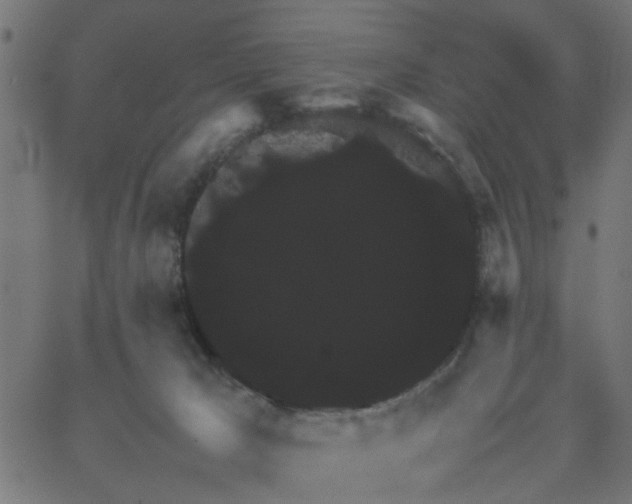 X0000067870029200604271747