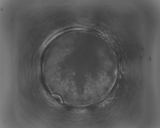 X0000067870247200604271743