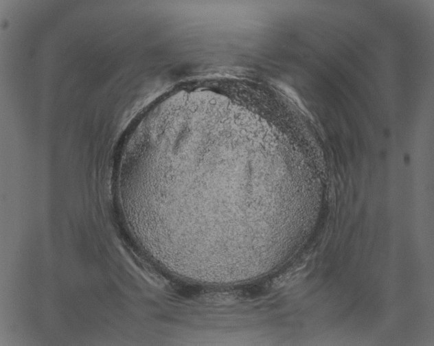 X0000067870299200604271742