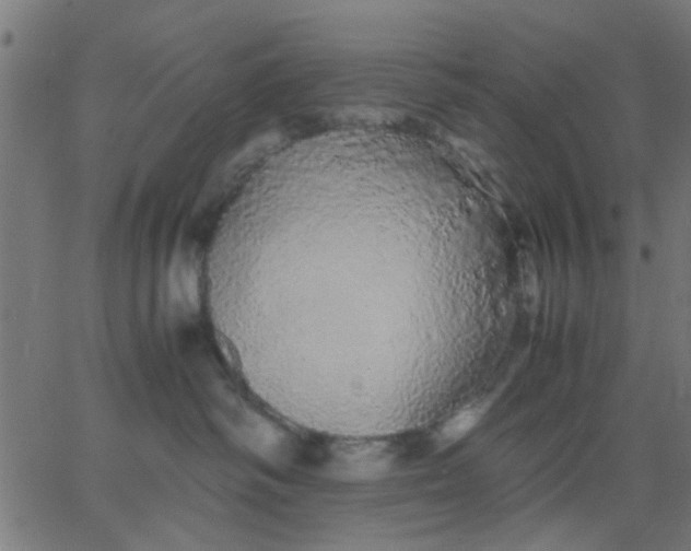 X0000067870334200604271742