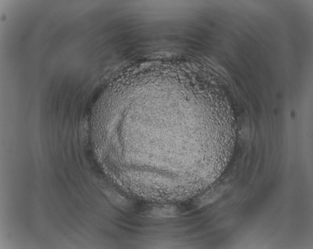 X0000067870369200604271742