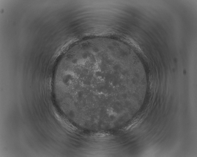 X0000067870542200604271738