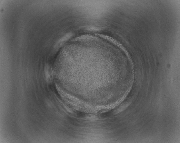 X0000067870624200604271737