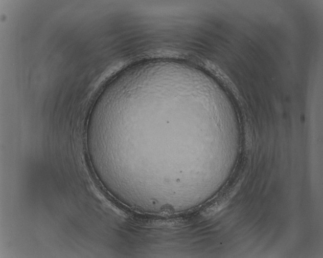 X0000067870625200604271736