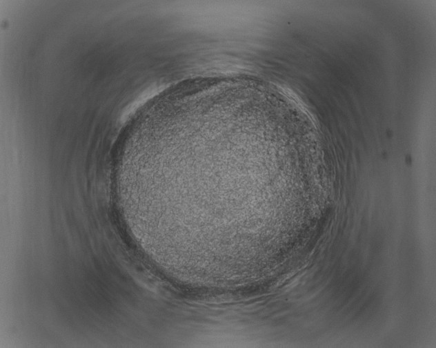 X0000067870675200604271736