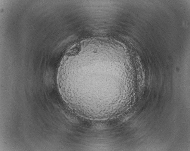 X0000067870710200604271736