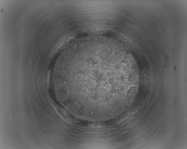 X0000067870742200604271735