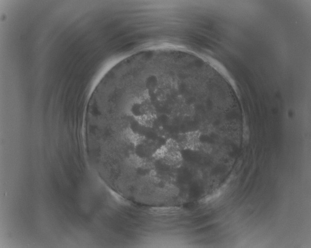 X0000067870863200604271734