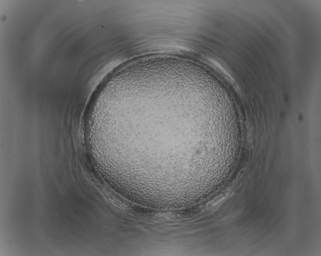 X0000067870883200604271733