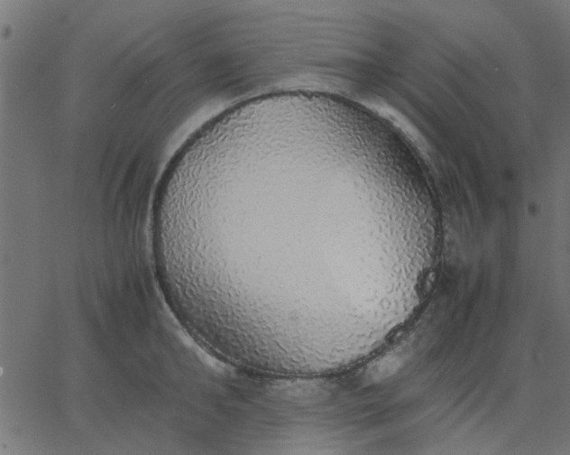 X0000067870902200604271733