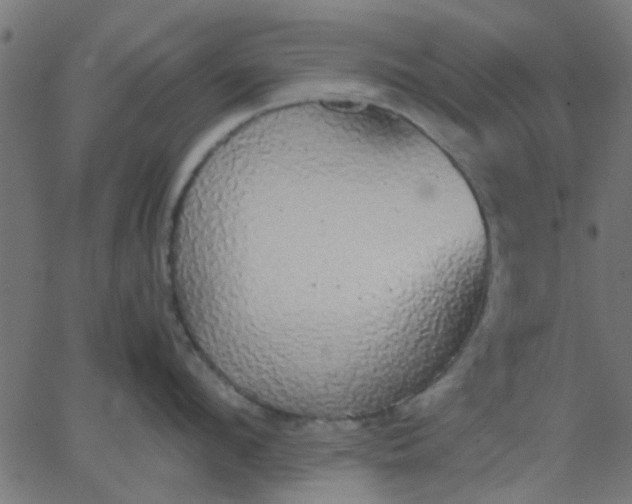 X0000067870912200604271732