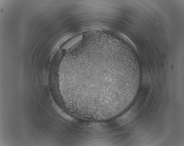 X0000067870938200604271732