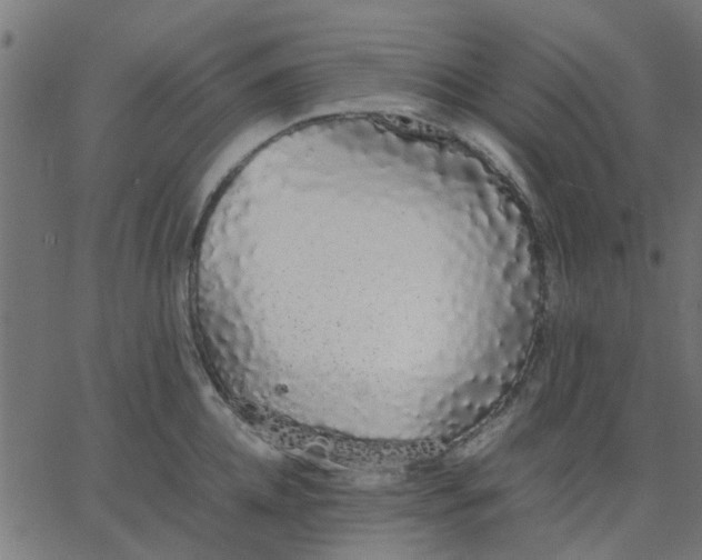 X0000067870952200604271732