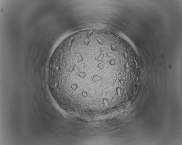 X0000067871099200604271729