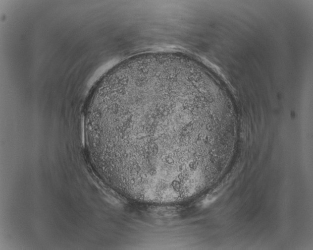 X0000067871171200604271728