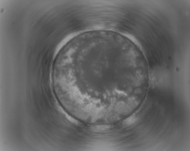 X0000067871294200604271726