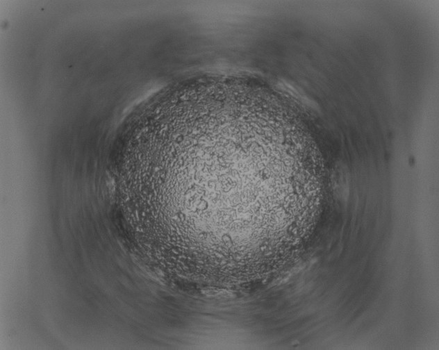 X0000067871302200604271725