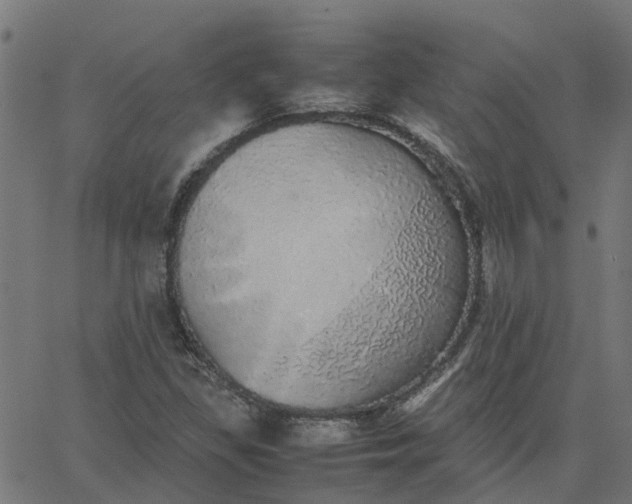 X0000067871309200604271725