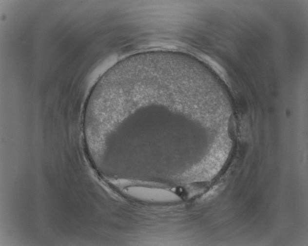 X0000067871373200604271725