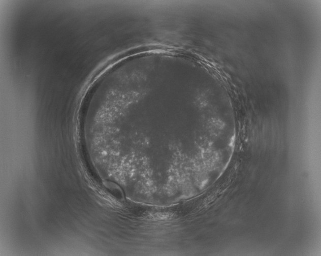 X0000067870247200605041814