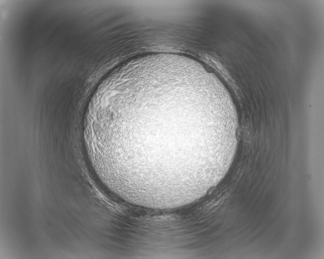 X0000067870433200605041811