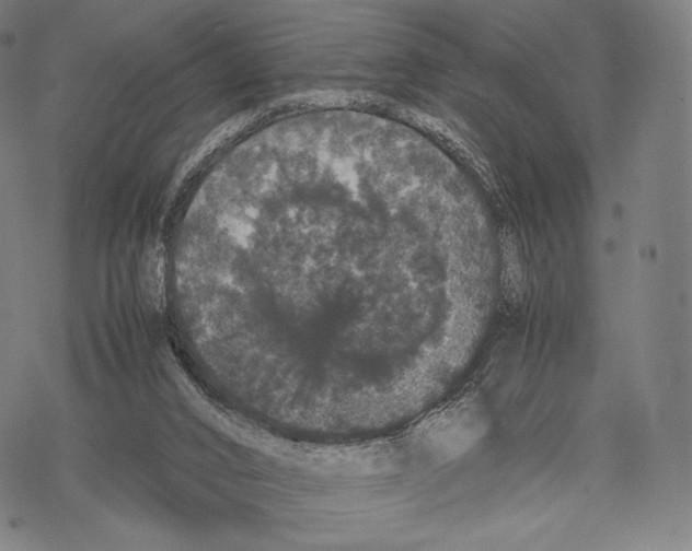 X0000067870016200605111811